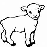 Sheep Drawing Lamb Coloring Pages Simple Outline Animal Template Drawings Cartoon Baby Lambs Little Printable Kids Lion Farm Color Cute sketch template