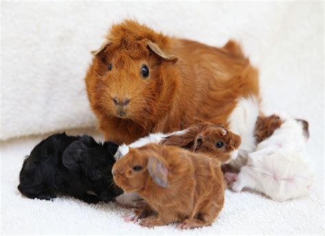 heikos tumblr   baby guinea pigs born overnight