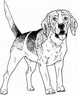 Beagle Cachorro sketch template