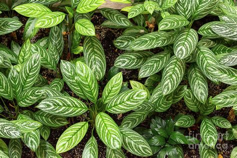 green leafy plants photograph  les palenik
