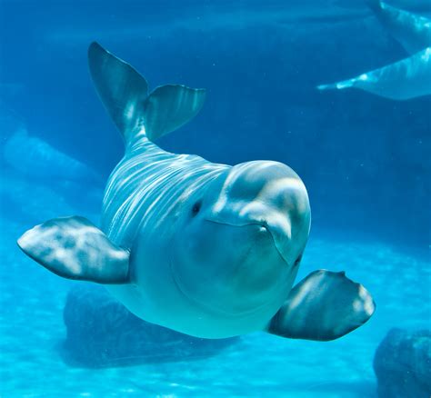 beluga whale facts habitat sounds diet baby  pictures