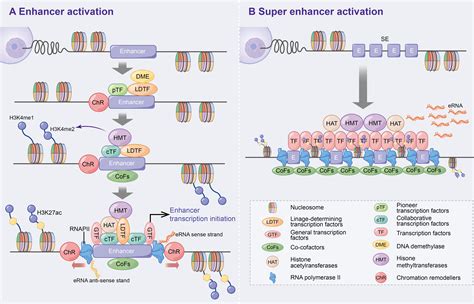 frontiers inflammatory immune  erna mechanisms functions