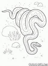 Python Colorare Malvorlagen Pitone Reticulated Disegni Animali Selvatici Colorkid Pyton Tiere Salvajes Kolorowanka sketch template