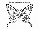 Swallowtail Butterfly Coloring Giant sketch template