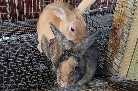 rabbits mating   comprehensive guide