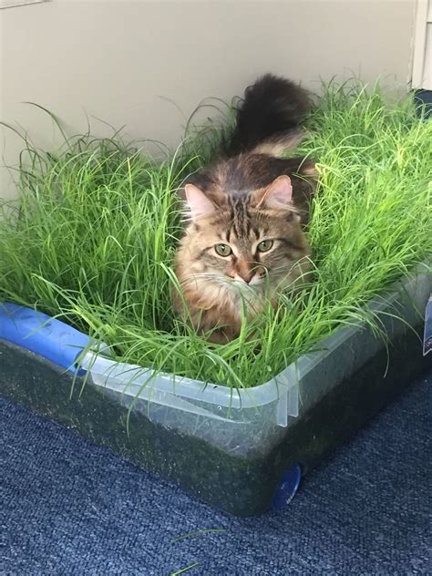 indoor grass box plants grass indoor