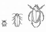 Escarabajos Kevers Scarabei Educima Kleurplaten Insectos Cucarachas Schoolplaten Scarica sketch template