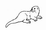Otter Coloring Pages Simple Color Template Print Realistic sketch template