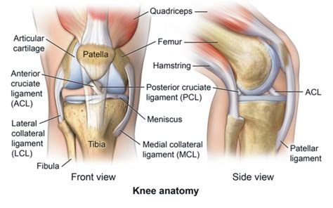 ligament injuries   knee comprehensive orthopaedics
