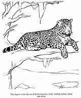 Drawings Drawing Animal Jaguar Pages Coloring Animals Honkingdonkey Activity Print Kids Para Printable sketch template