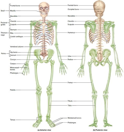 human skeleton skeletal system function human bones