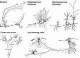 Clonal Wiley Angiosperms sketch template