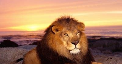 el leon