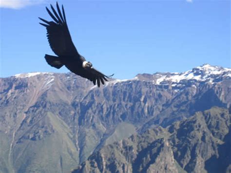 peruvian backpacker peruestilope  beautiful legend   condor
