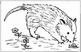Opossum Joeys sketch template