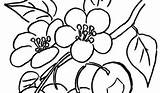 Blossom Cherry Apple Drawing Clipartmag Line Tree Japanese sketch template