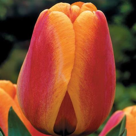 tulip apeldoorns elite anglia bulb company