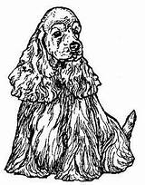 Cocker Spaniel Spaniels Drawings Pencil Google sketch template