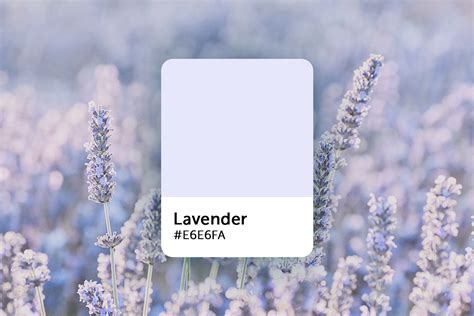 lavender color explained color codes similar shades  symbolism