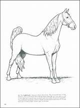 Coloring Pages Chestnut Getdrawings Horse sketch template