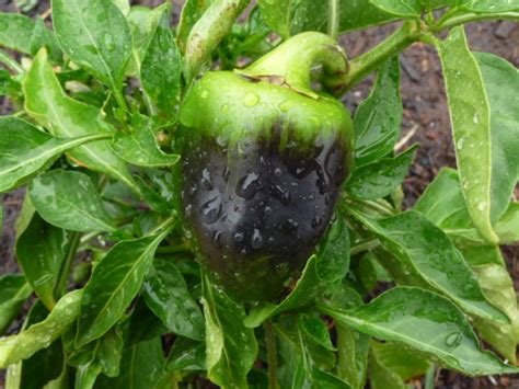 vegetables why did my jalapeños turn black gardening