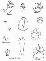 Animal Tracks Coloring Pages Footprint Printable Footprints Prints Clipart Kids Animals Bobcat Track Printables Paw Print Foot Drawing Zoo Cliparts sketch template