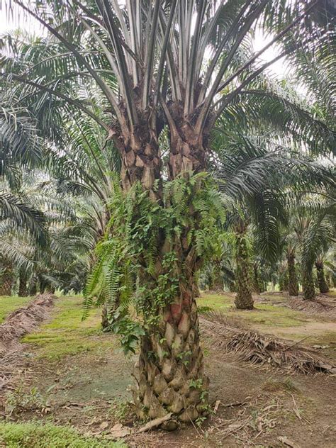 Pokok Sawit Bercabang Dua Tarik Perhatian Utusan Malaysia