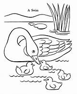 Pato Ducks Familiar Itik Mewarna Koleksi Indah Taube Enten Dibujosonline Draw Categorias Coloringhome Zapisano sketch template