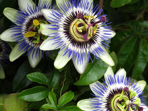 Passion Flower Hd Wallpapers