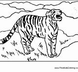Growling Tiger Surfnetkids Coloring sketch template
