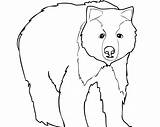 Bear Coloring Pages Printable Color Getcolorings Adult sketch template