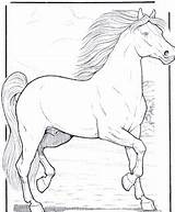 Sparet Tjent Tegninger Heste Hest Gemt sketch template
