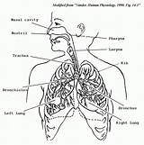 Circulatory System Drawing Diagram Easy Human Coloring Anatomy sketch template