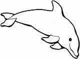 Dolphin Coloring Template Printable Templates Pages Animal Outline sketch template