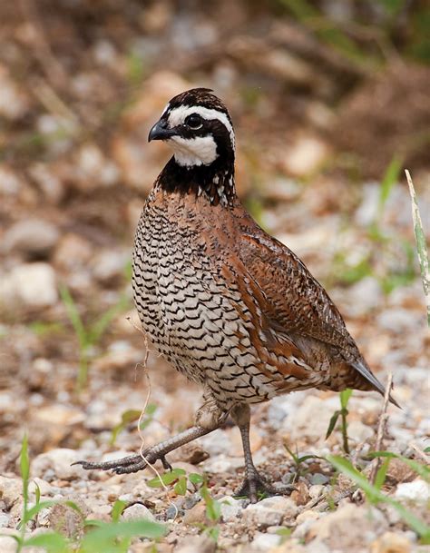 mdc offers quail habitat field day  livingston county missouri