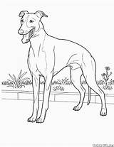 Coloring Doberman Pages Pinscher Colorat Dog Greyhound Desene Cu Color Getdrawings Puppy Caine Printable Getcolorings Whippet Template Colorings sketch template