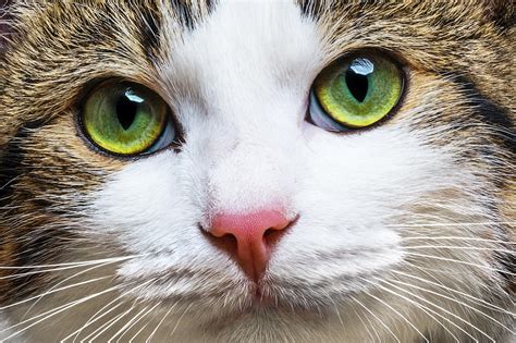 extremely high resolution picture   beautiful cat raww