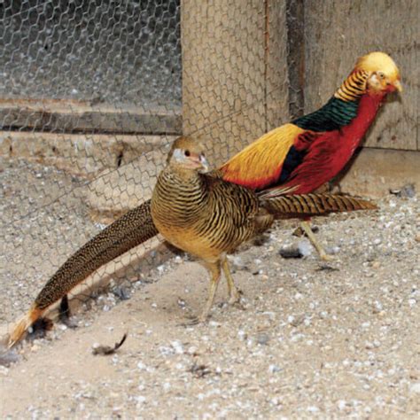 raise exotic pheasants   guide meyer hatchery blog