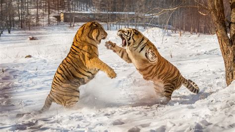 tiger fight  beautiful picture