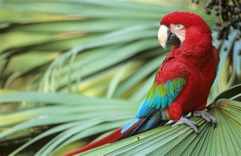 types  pet macaws