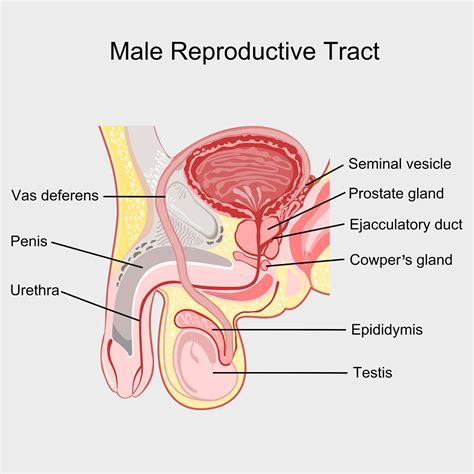 Disorders Of The Male Reproductive System Std Gov Blog