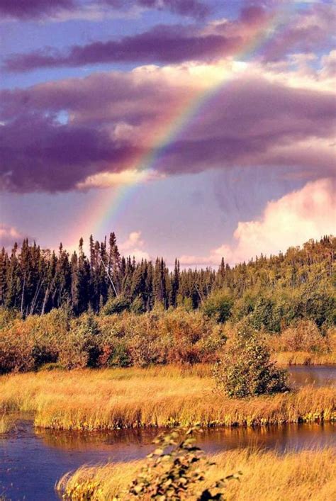 boreal areas worth  study boreal songbird initiative