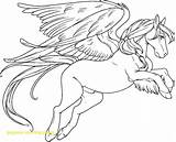 Pegasus Adults Coloringhome sketch template