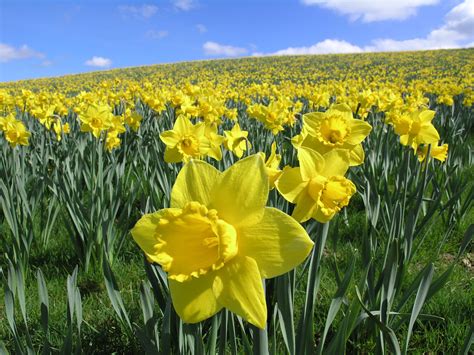 daffodil field  field  wild daffodils  constantine flickr