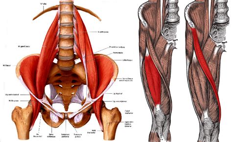 reasons    stop stretching  hip flexors