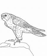 Falcon Coloring Pages Peregrine Bird Hill Standing Top Birds Netart Color Falco Print Kids sketch template