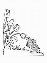 Desene Colorat Primavara Poza Rabbits Bunnies Tulips Tulip Ostern Ausmalen Menino Coloringhome sketch template