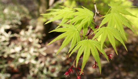 Different Types Of Japanese Maple Trees Garden Guides
