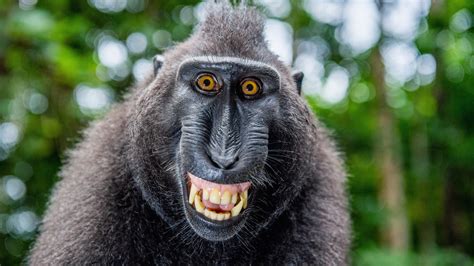 neuroscientists discover engine  consciousness hiding  monkeys