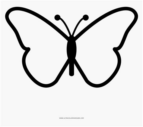 butterfly drawing images easy  colour